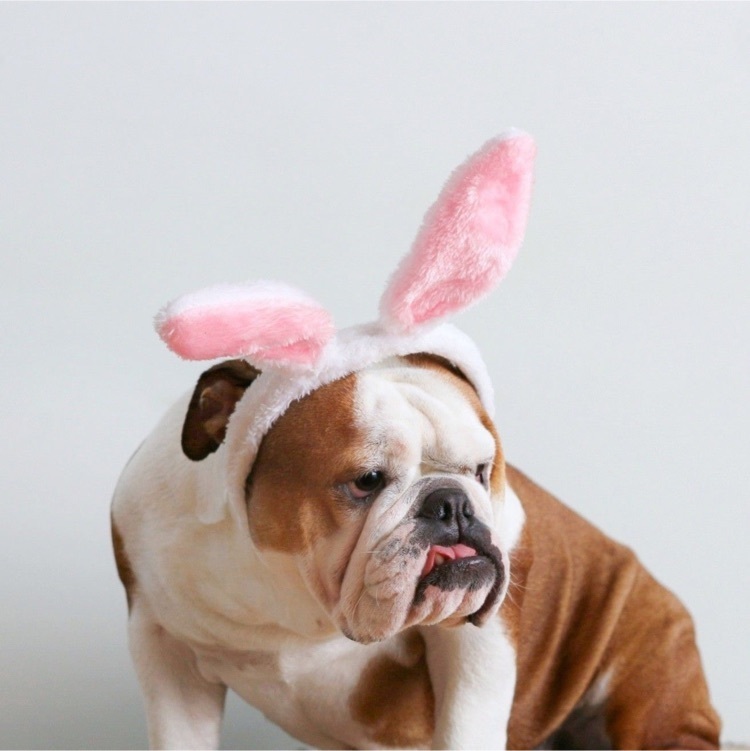 bulldog Easter 