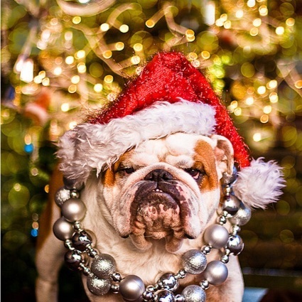 Bulldog Christmas 